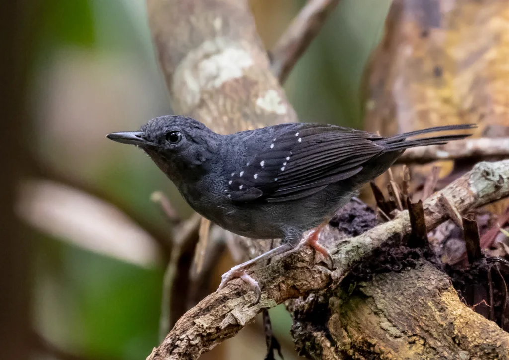 乌迈塔蚁鸟(Myrmelastes humaythae)