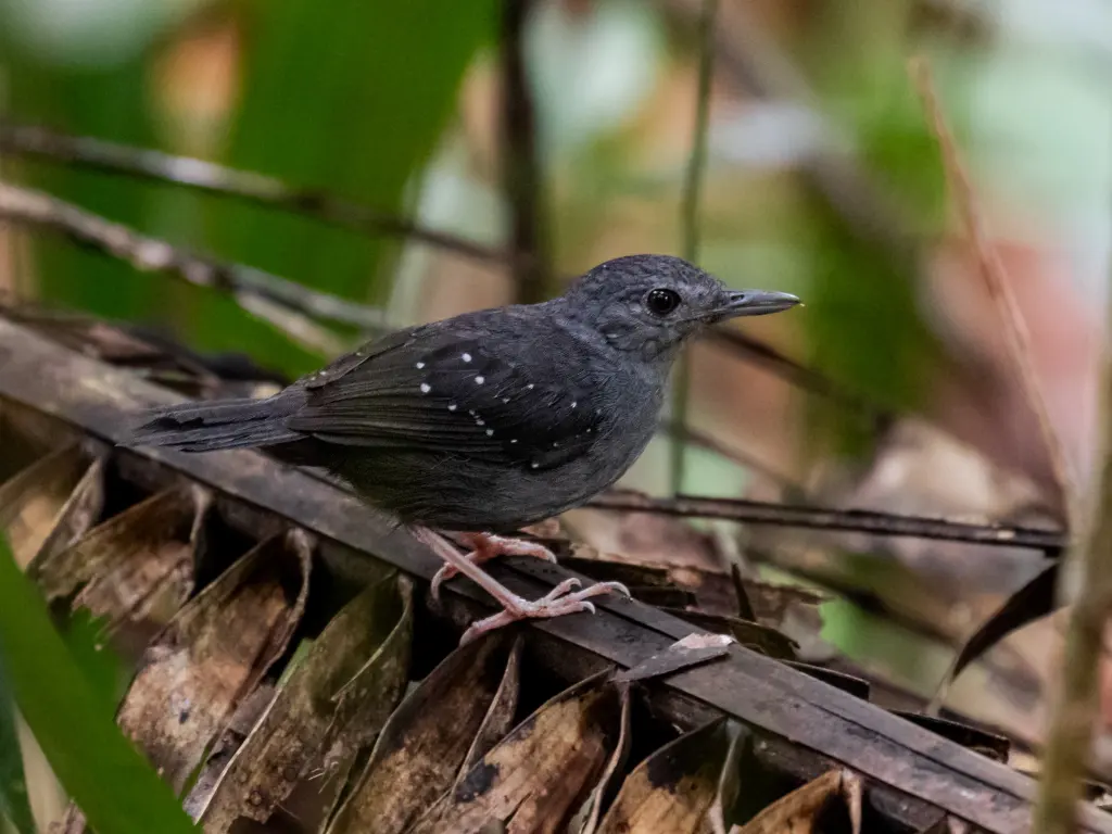 棕脸蚁鸟(Myrmelastes rufifacies)