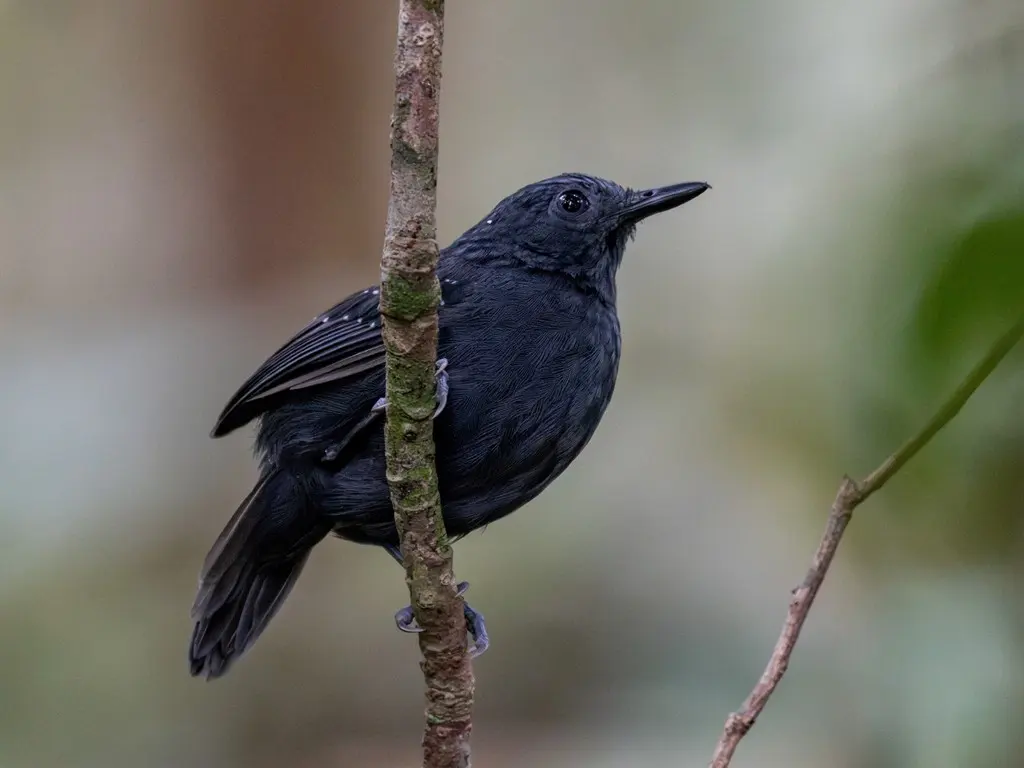 蓝灰蚁鸟(Myrmelastes schistaceus)