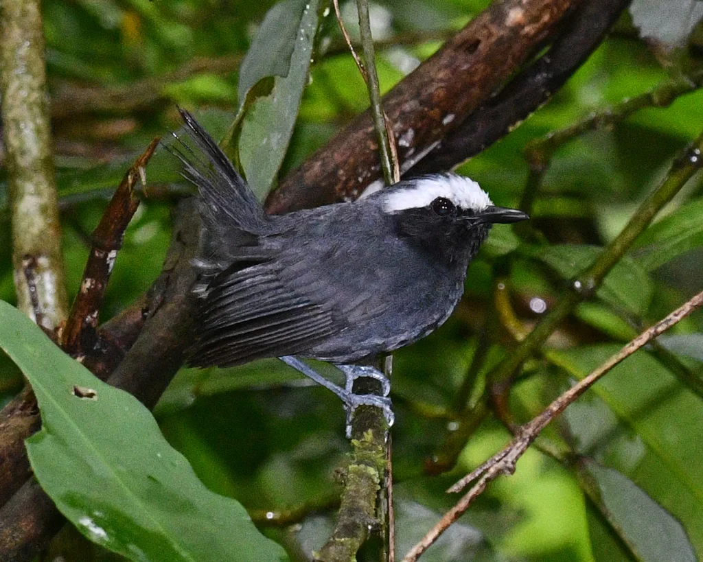 白眉蚁鸟(Myrmoborus leucophrys)
