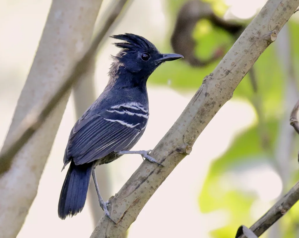 棕冠蚁鸟(Myrmoborus lophotes)