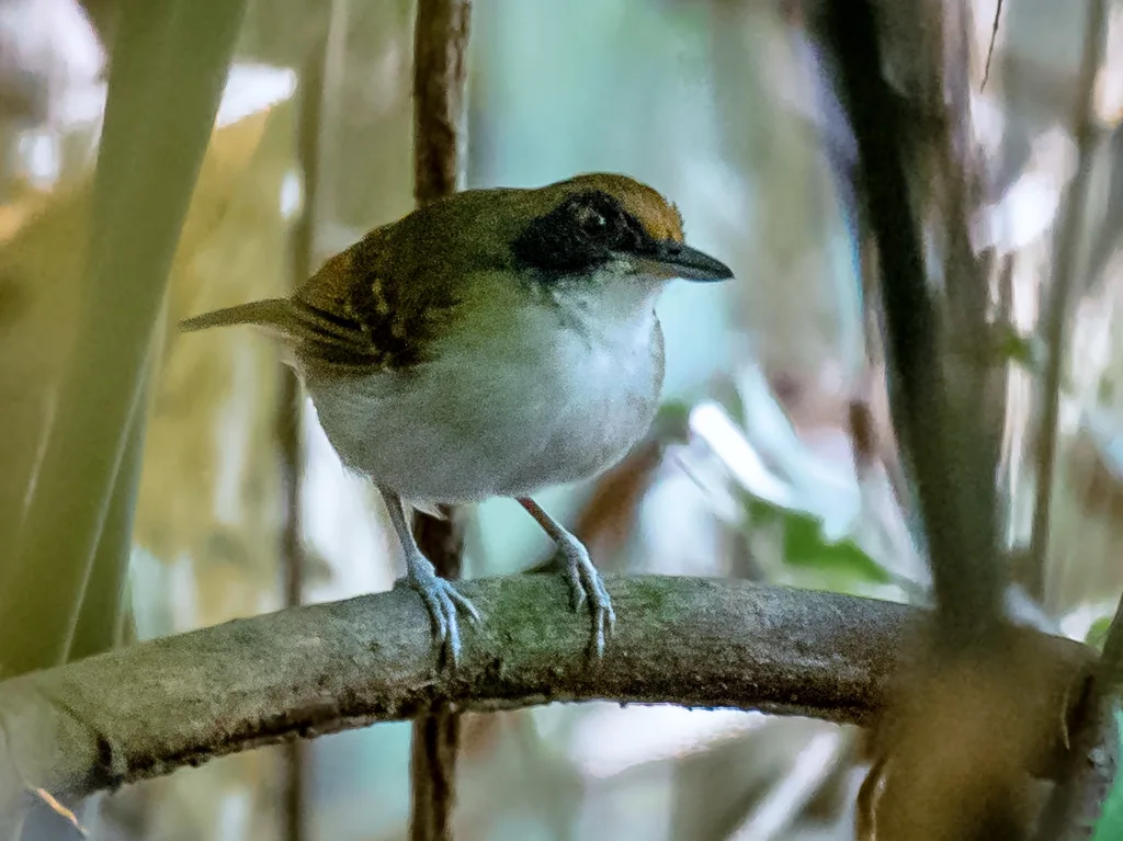 灰胸蚁鸟(Myrmoborus lugubris)