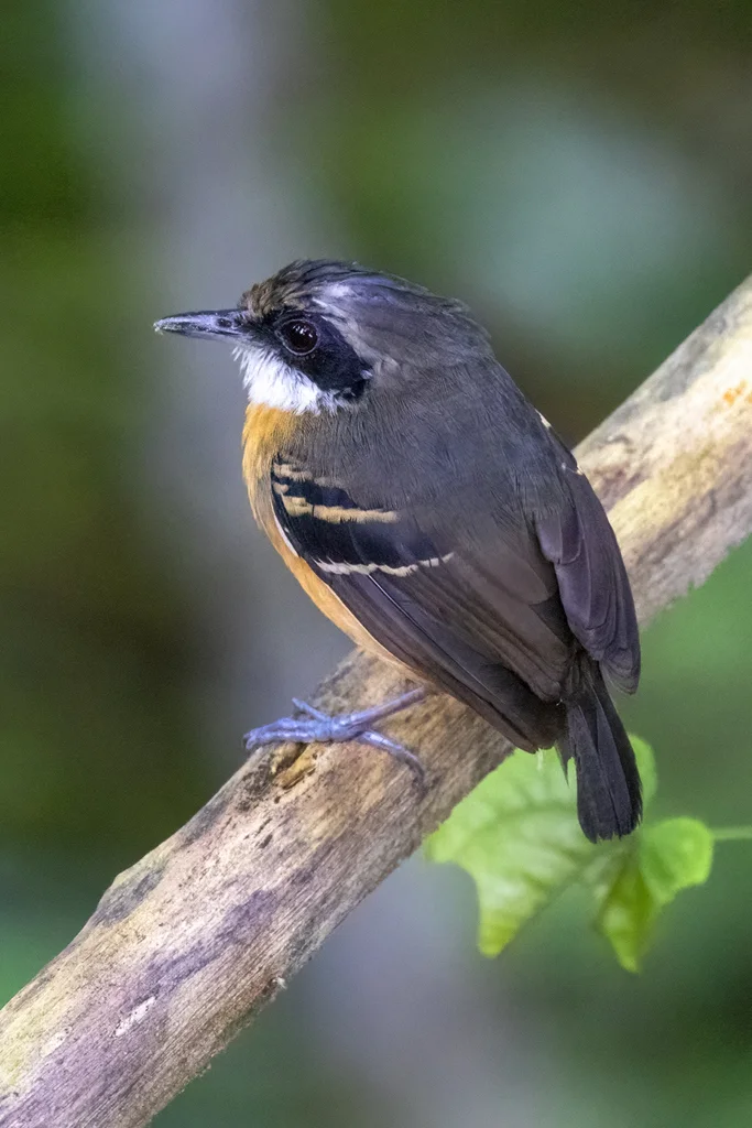 黑脸蚁鸟(Myrmoborus myotherinus)