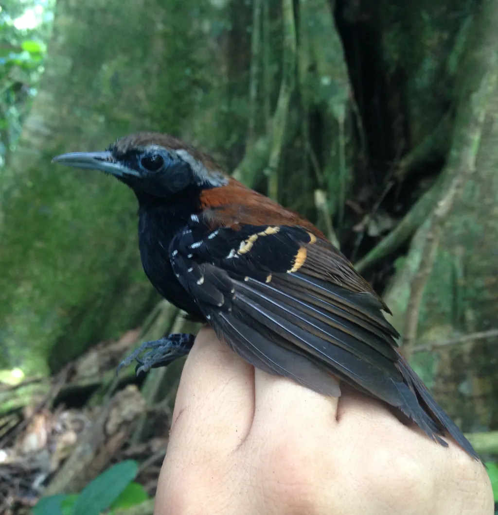 阿苏尔山蚁鸟(Myrmoderus eowilsoni)