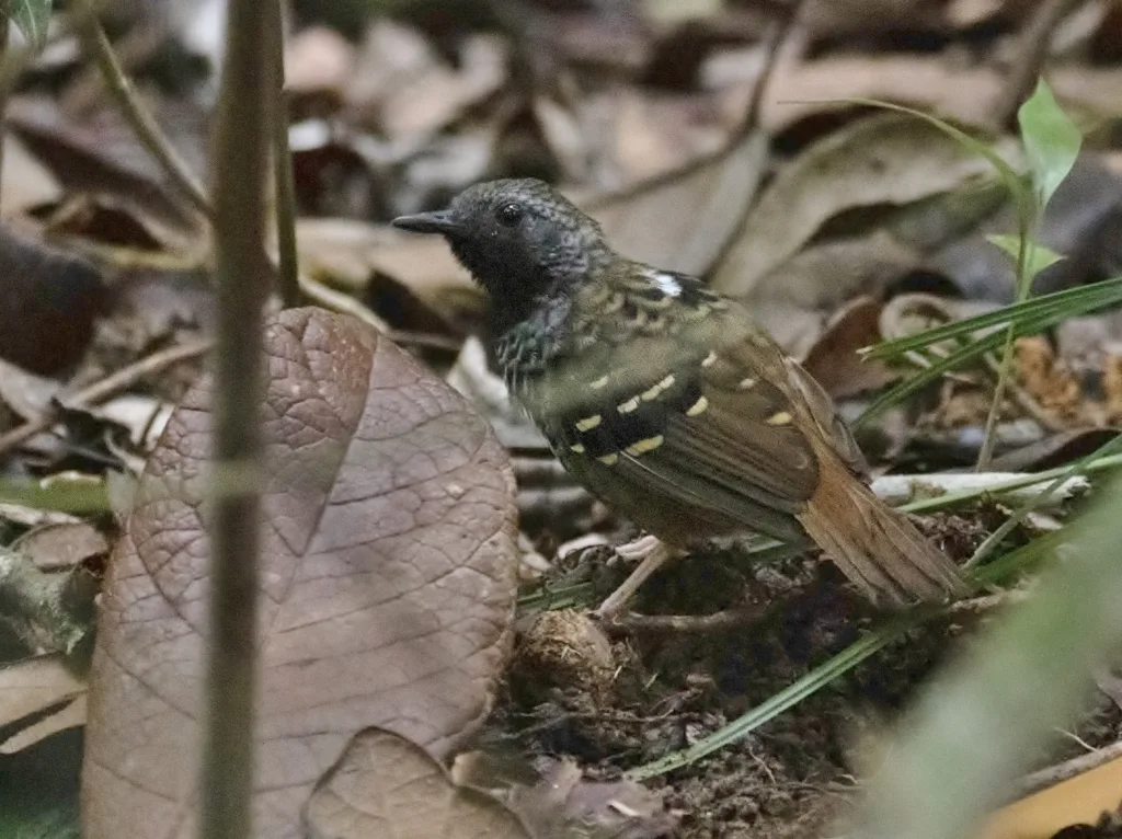 扇尾蚁鸟(Myrmoderus ruficauda)