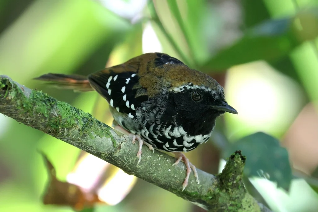 鳞纹蚁鸟(Myrmoderus squamosus)