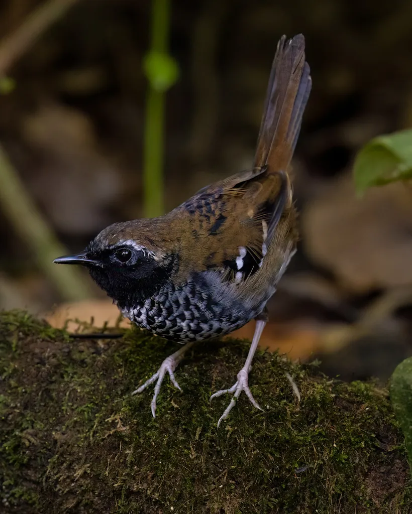 鳞纹蚁鸟(Myrmoderus squamosus)