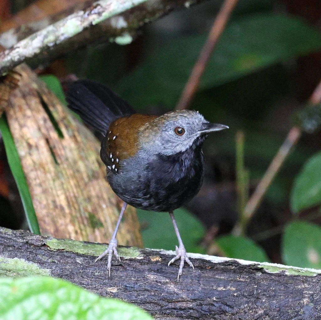 黑喉蚁鸟（Myrmophylax atrothorax）