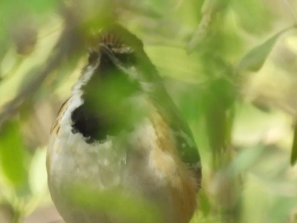 纹背蚁鹩(Myrmorchilus strigilatus)
