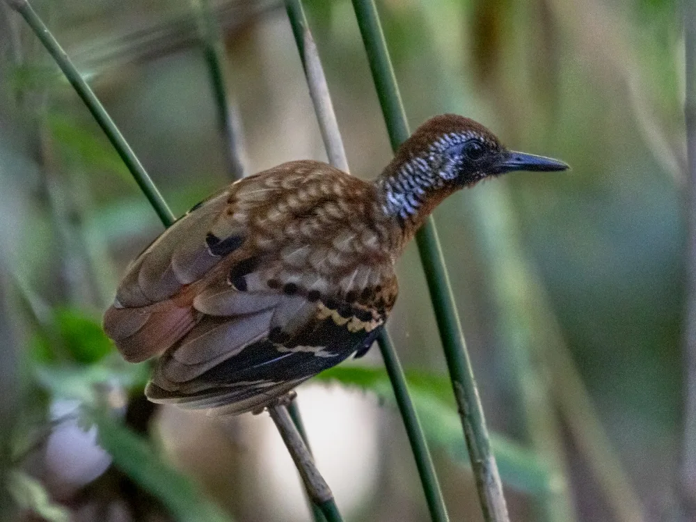 斑翅蚁鸟(Myrmornis torquata)