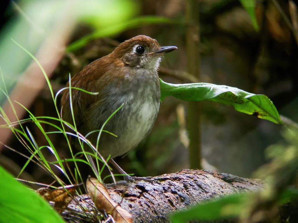 褐胸蚁鸫(Myrmothera simplex)