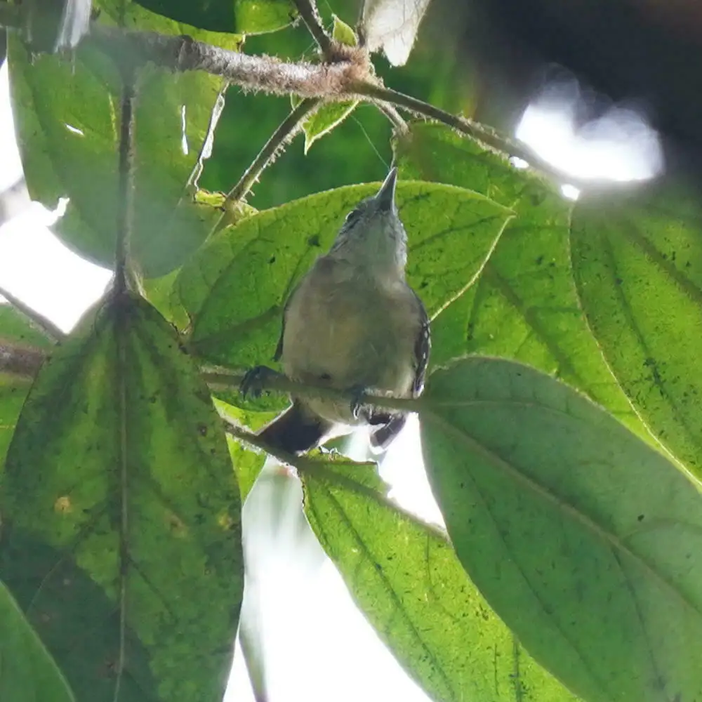 白胁蚁鹩（Myrmotherula axillaris）