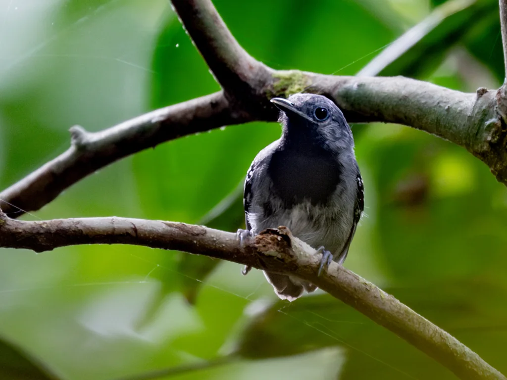 亚马孙蚁鹩(Myrmotherula iheringi)