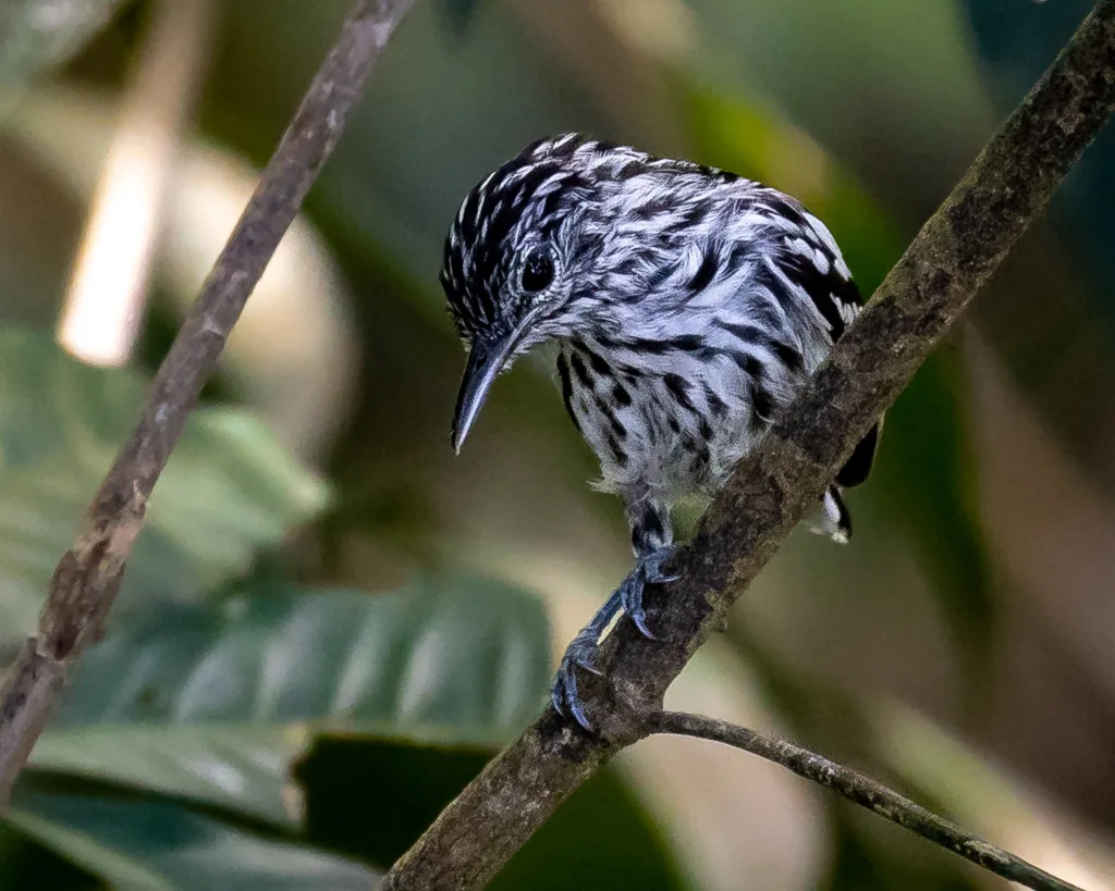 凯氏蚁鹩（Myrmotherula klagesi）