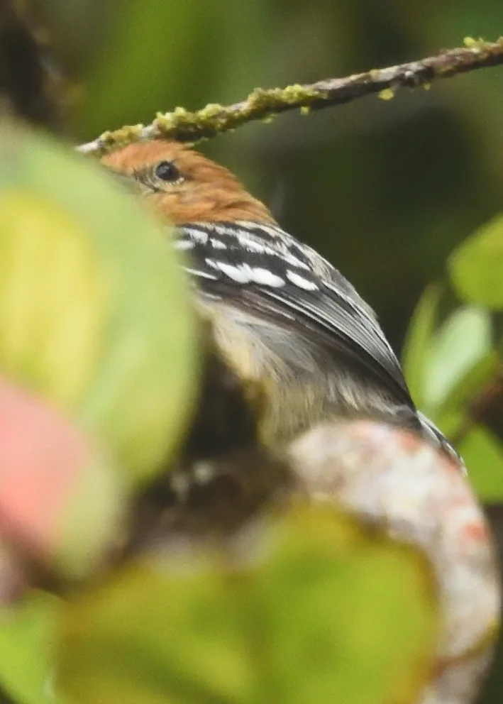 太平洋纵纹蚁鹩(Myrmotherula pacifica)