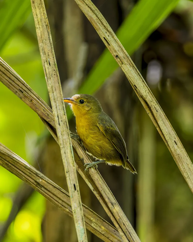 蓝灰蚁鹩(Myrmotherula schisticolor)