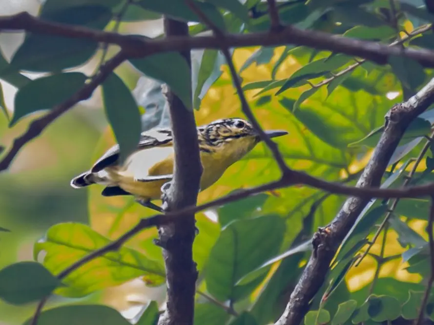 巴西蚁鹩（Myrmotherula sclateri）