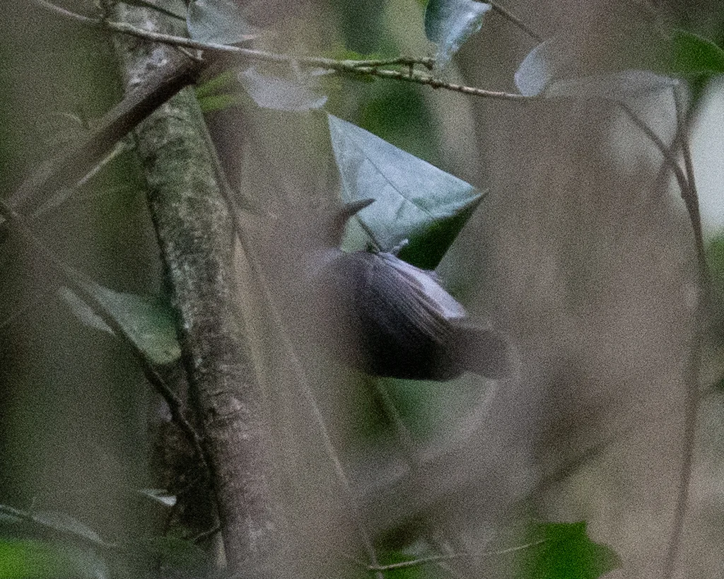 纯色蚁鹩（Myrmotherula unicolor）