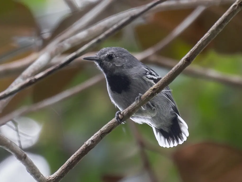 斑尾蚁鹩(Myrmotherula urosticta)