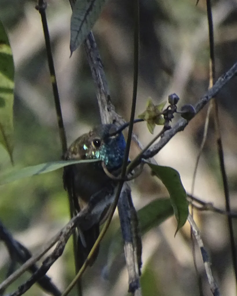 紫领蜂鸟(Myrtis fanny)