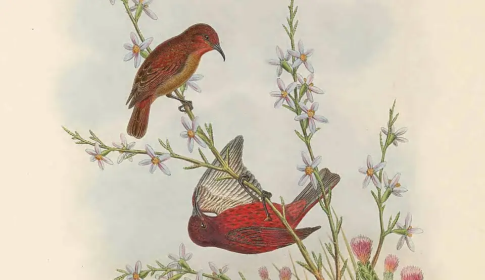 暗红摄蜜鸟（Myzomela erythrina）