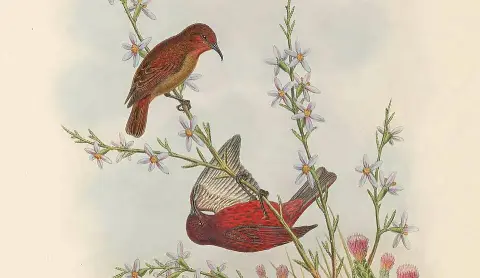 暗红摄蜜鸟