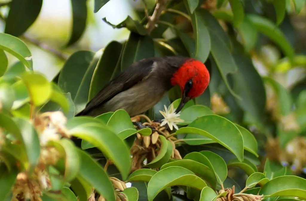 红头摄蜜鸟(Myzomela erythrocephala)