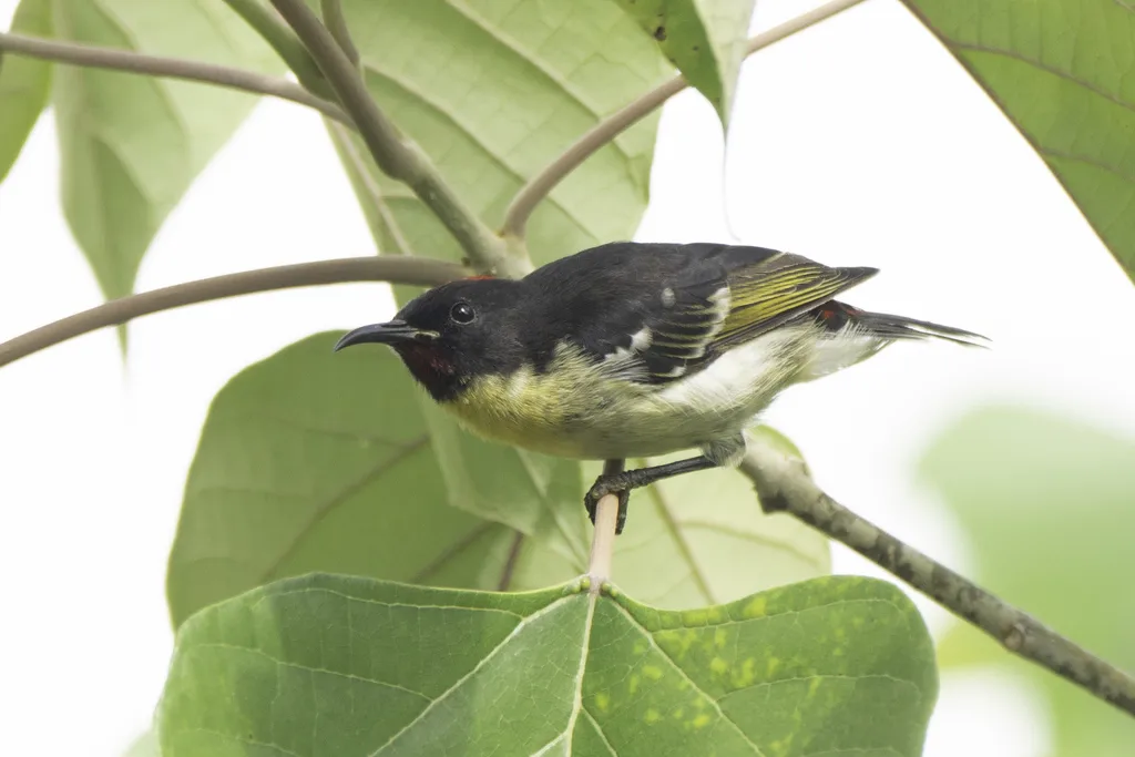 橙胸摄蜜鸟(Myzomela jugularis)