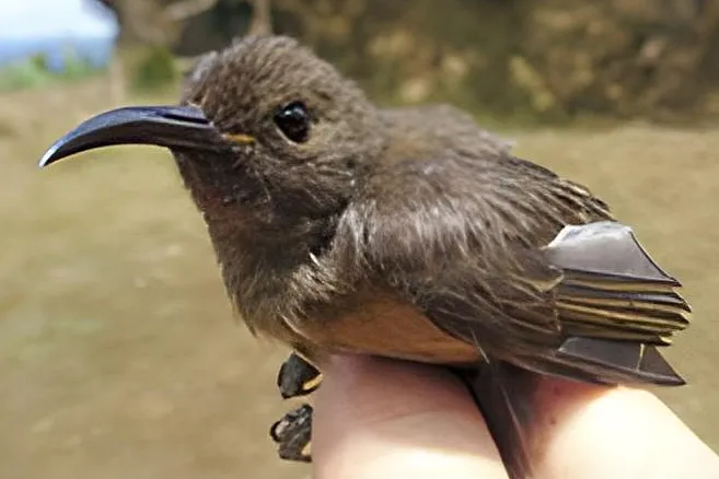 红腹摄蜜鸟(Myzomela malaitae)