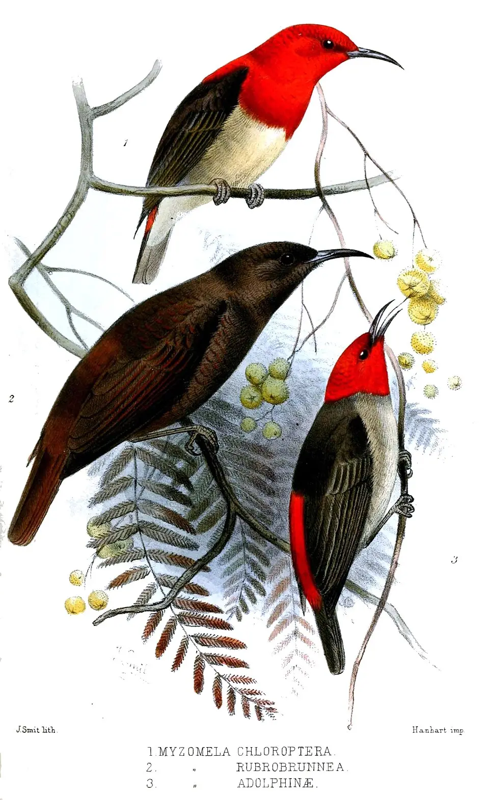 比岛摄蜜鸟（Myzomela rubrobrunnea）