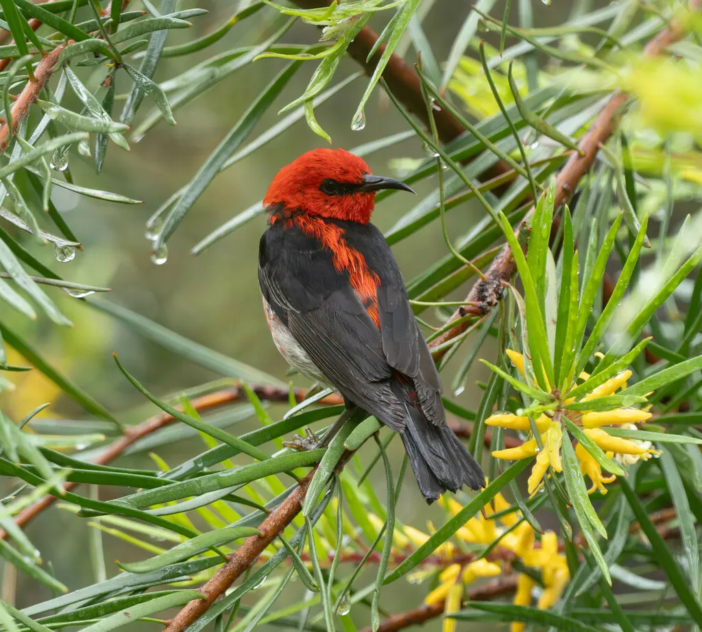 绯红摄蜜鸟(Myzomela sanguinolenta)