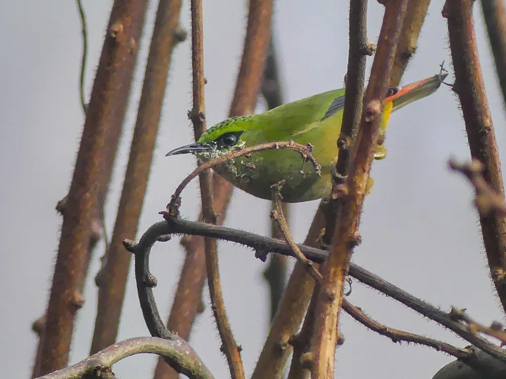 火尾绿鹛(Myzornis pyrrhoura)