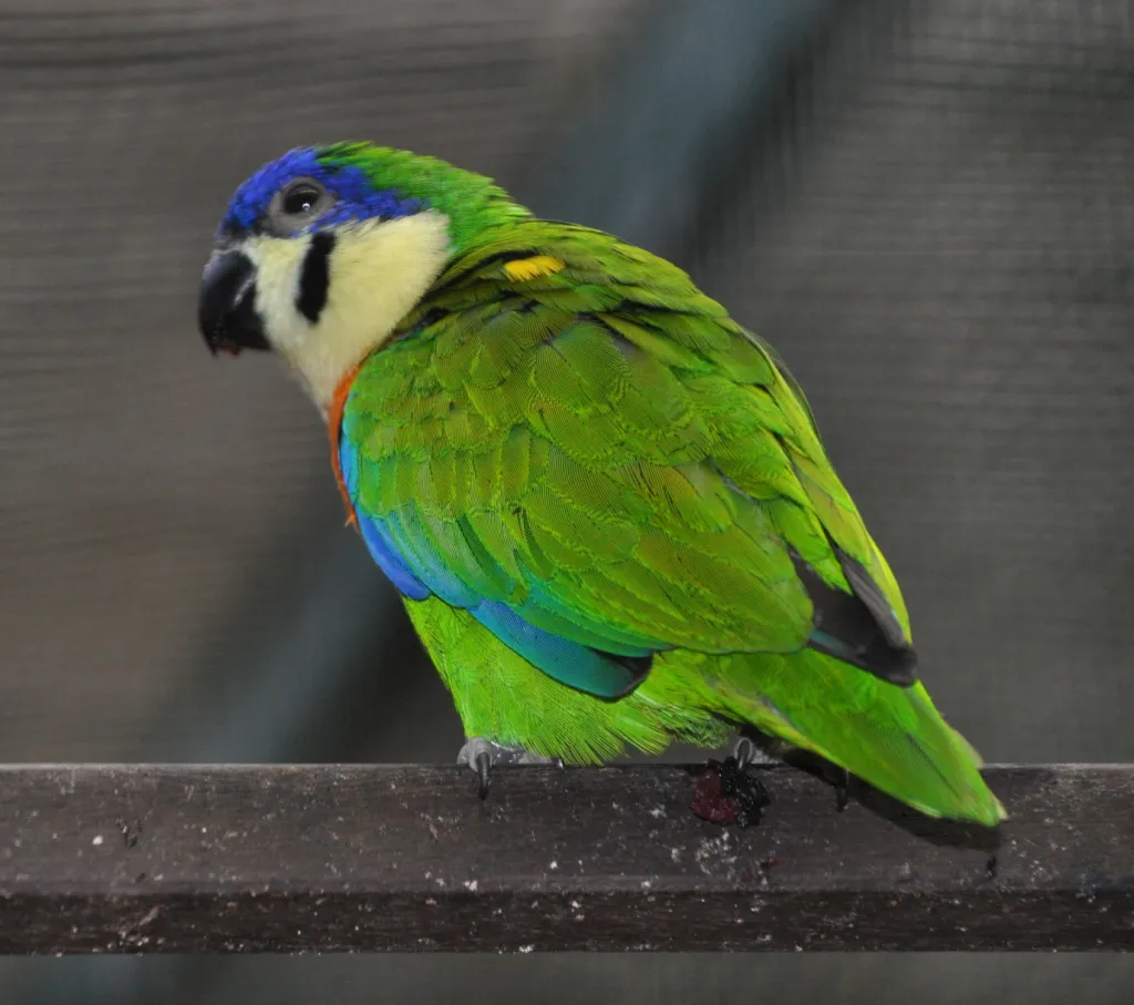 橙胸果鹦鹉（Nannopsittacus gulielmitertii）