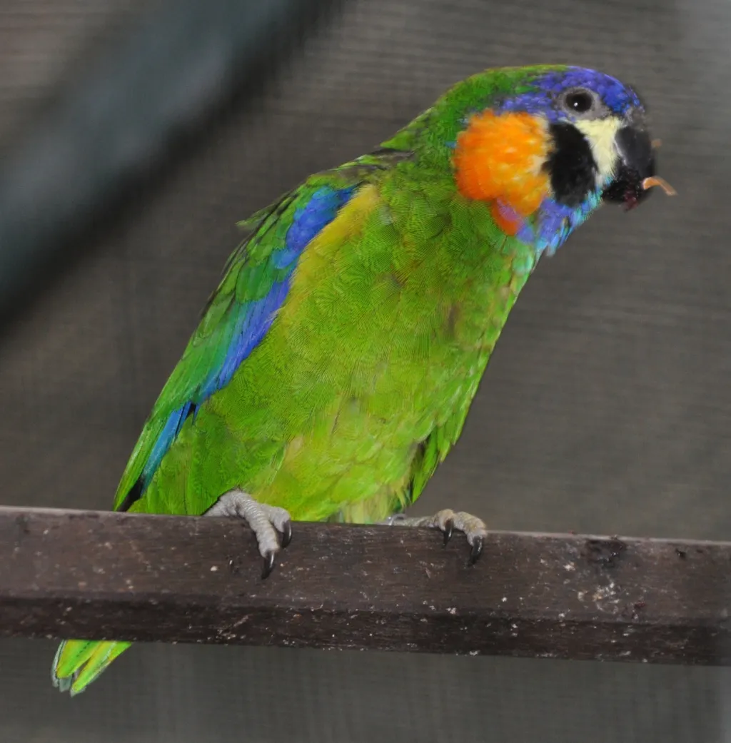 橙胸果鹦鹉（Nannopsittacus gulielmitertii）