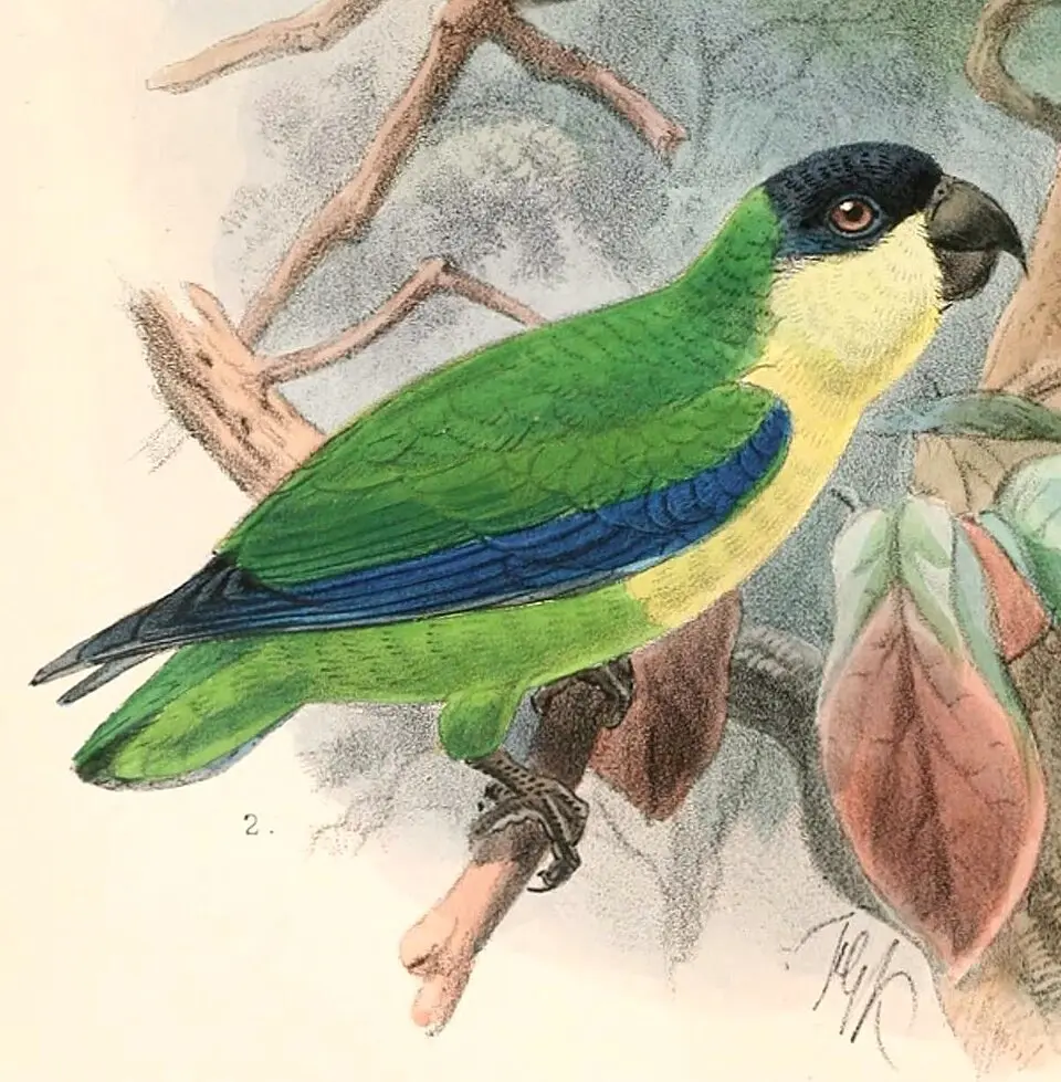 黑额果鹦鹉(Nannopsittacus nigrifrons)