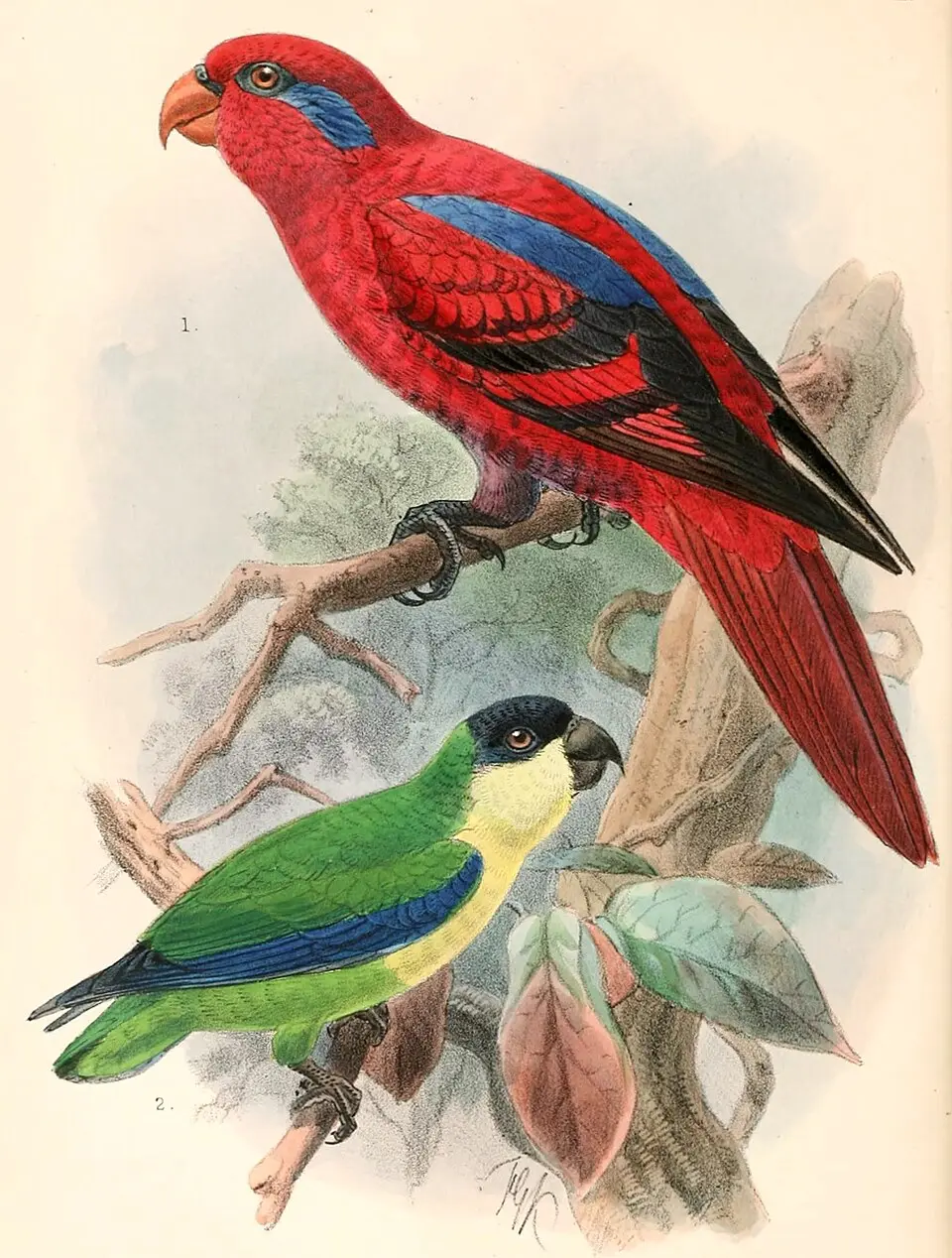 黑额果鹦鹉(Nannopsittacus nigrifrons)