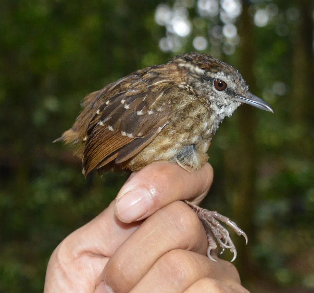 纹胸鹪鹛(Napothera epilepidota)