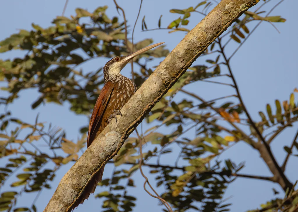 长嘴䴕雀(Nasica longirostris)