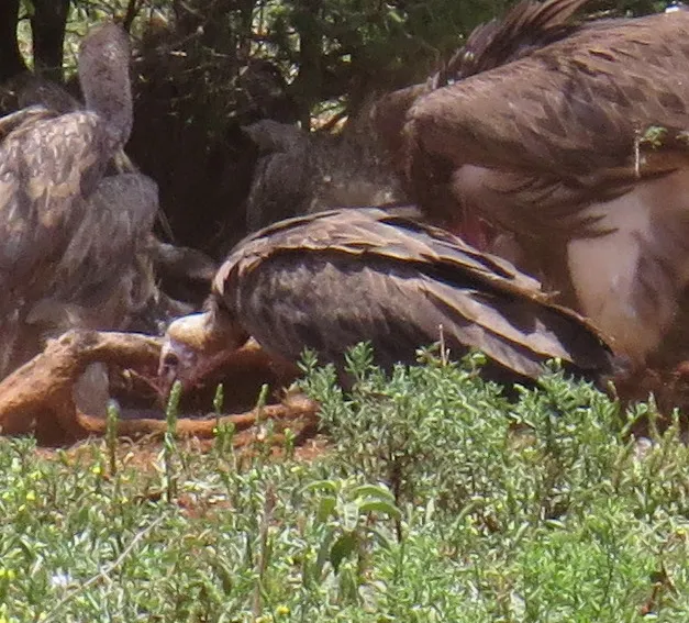 斗篷兀鹫(Necrosyrtes monachus)