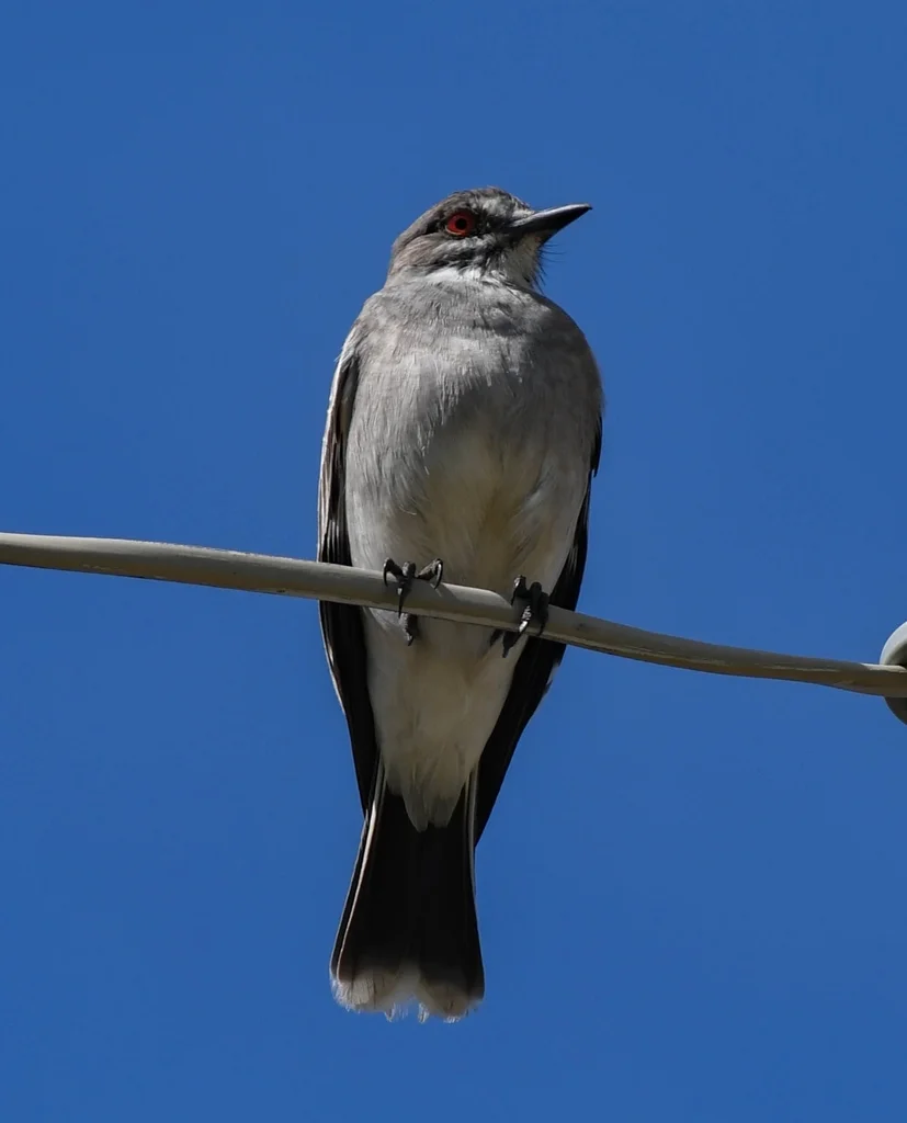 灰蒙霸鹟(Nengetus cinereus)