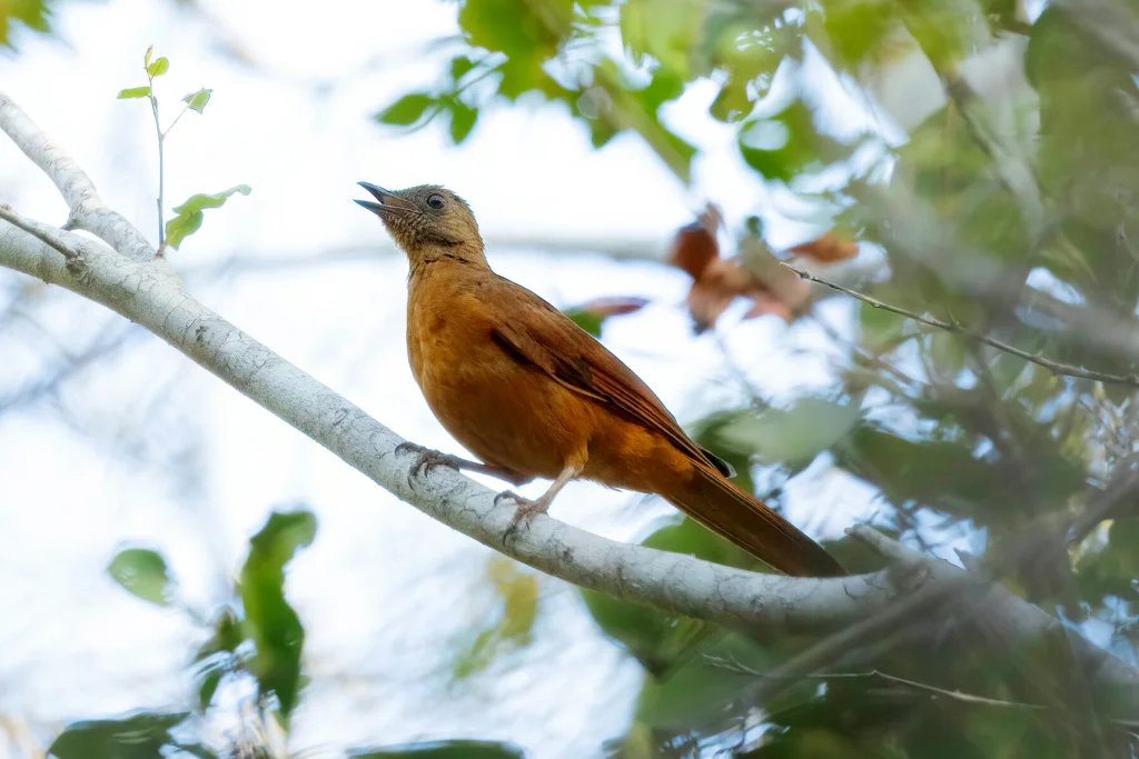 红尾蚁鸫(Neocossyphus rufus)