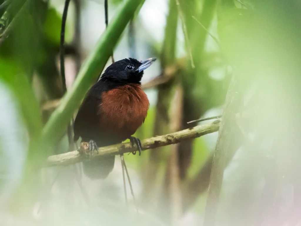黑丛蚁鵙(Neoctantes niger)