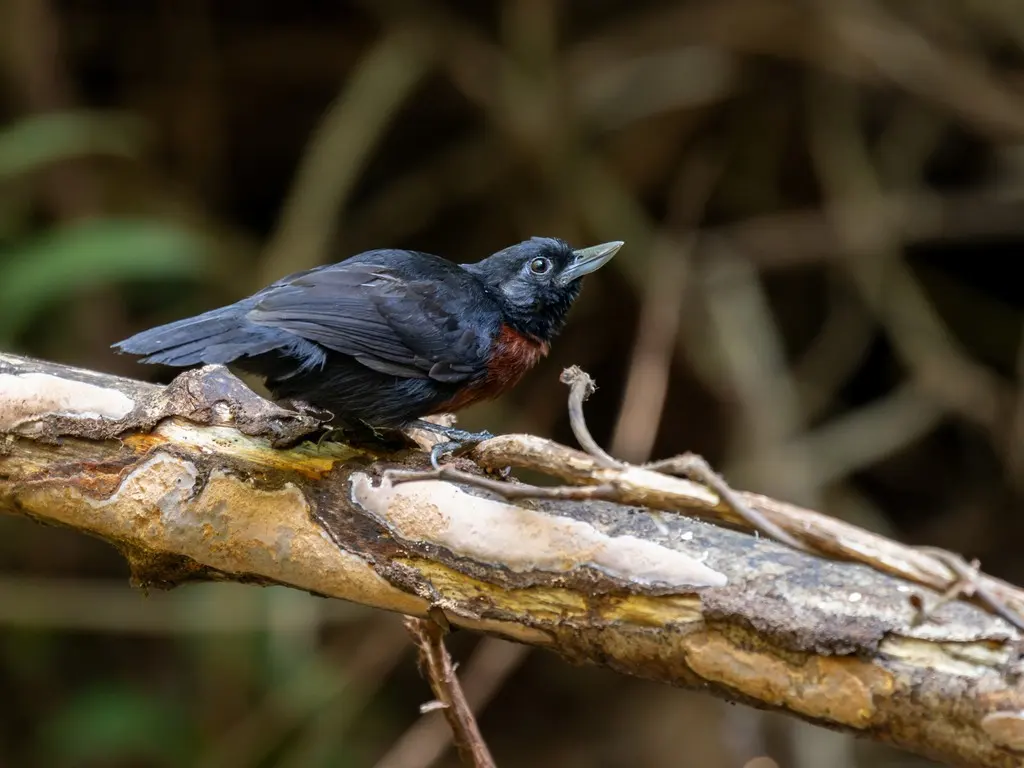 黑丛蚁鵙(Neoctantes niger)