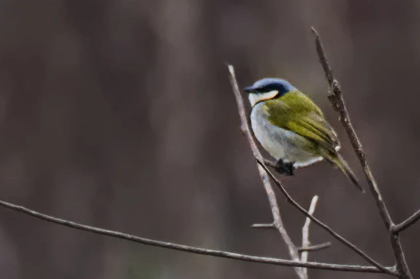 黑领鹎(Neolestes torquatus)