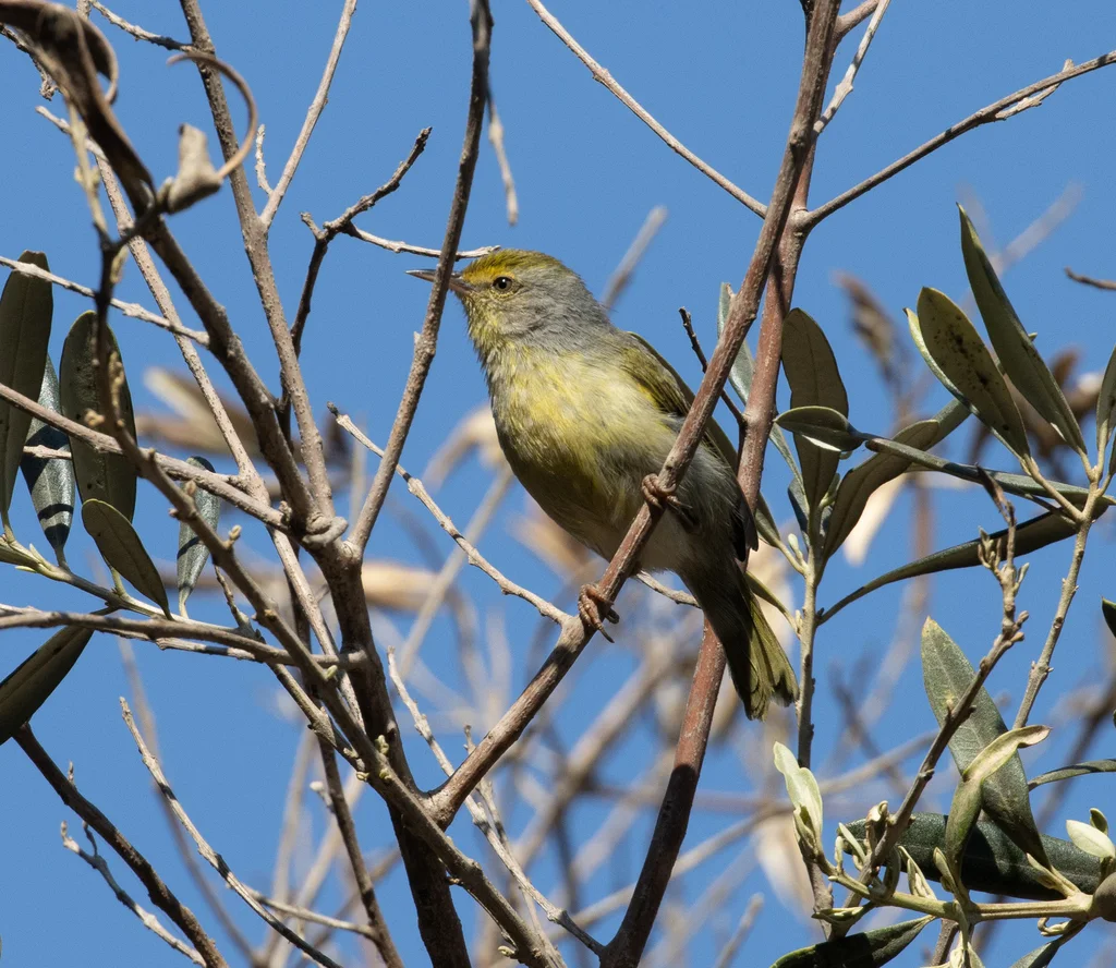 北杂鹛（Neomixis tenella）