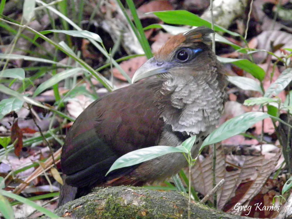 棕腹鸡鹃(Neomorphus geoffroyi)
