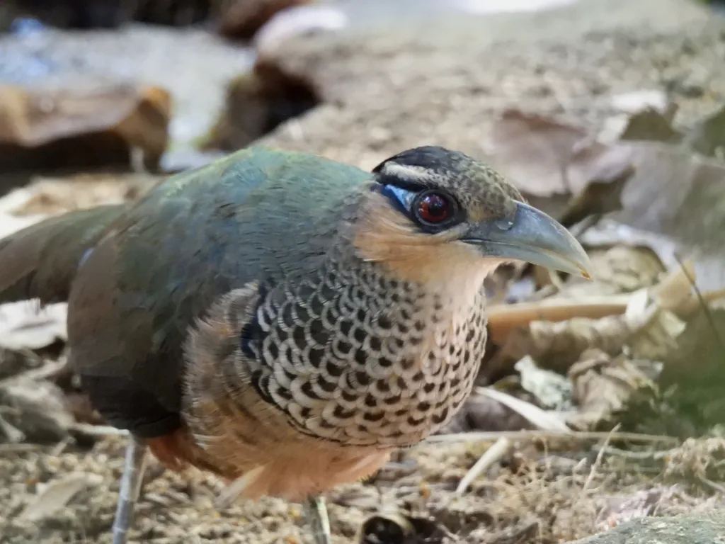 鳞鸡鹃(Neomorphus squamiger)