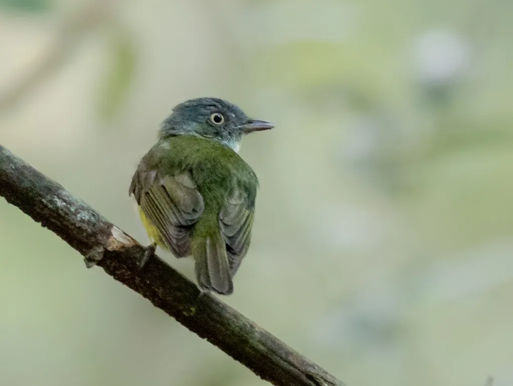 黄冠霸娇鹟(Neopelma chrysocephalum)