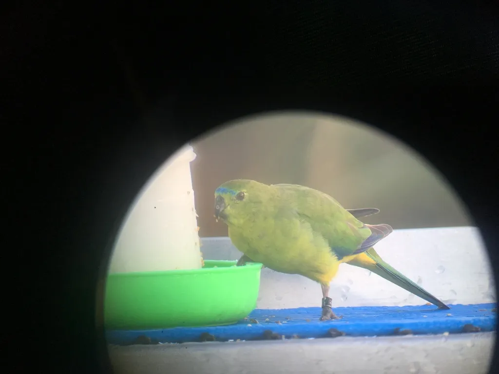 橙腹鹦鹉(Neophema chrysogaster)