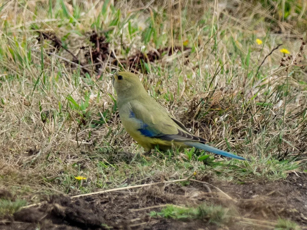 蓝翅鹦鹉(Neophema chrysostoma)